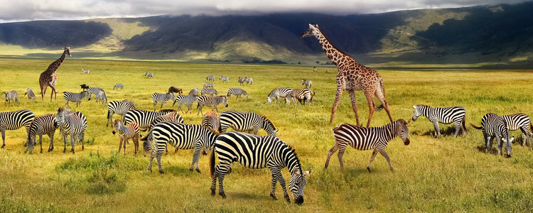 Planning Your First Safari Holiday: Everything You Need to Know